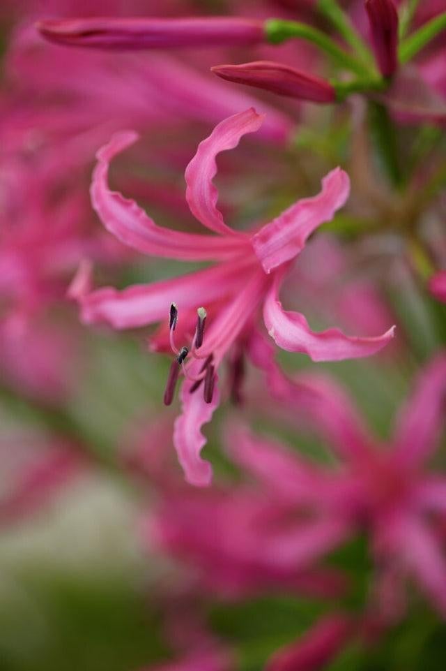 Nerine Bowdenii kliplelie - winterharde zomerbloeier, Ophalen of Verzenden, Voorjaar, Halfschaduw, Bloembol