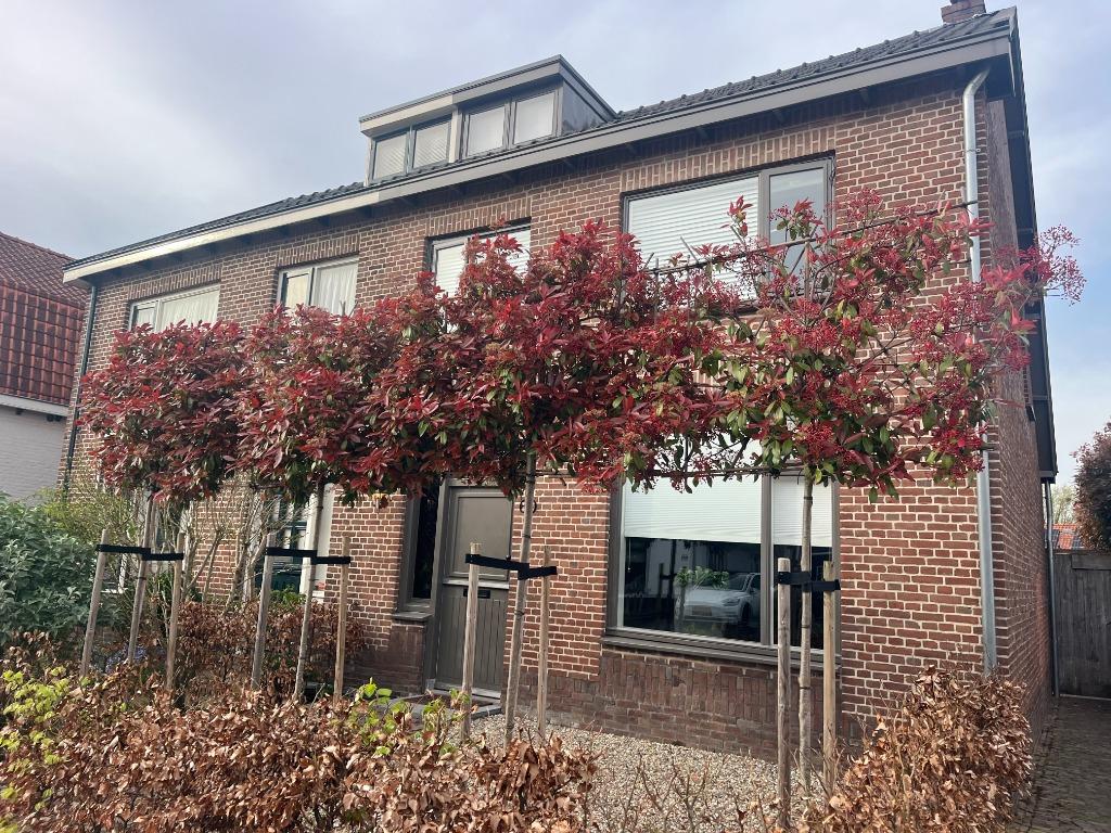 Leibomen groenblijvend / en andere soorten, Tuin en Terras, Planten | Bomen, Ophalen, Halfschaduw, Leiboom, 250 tot 400 cm