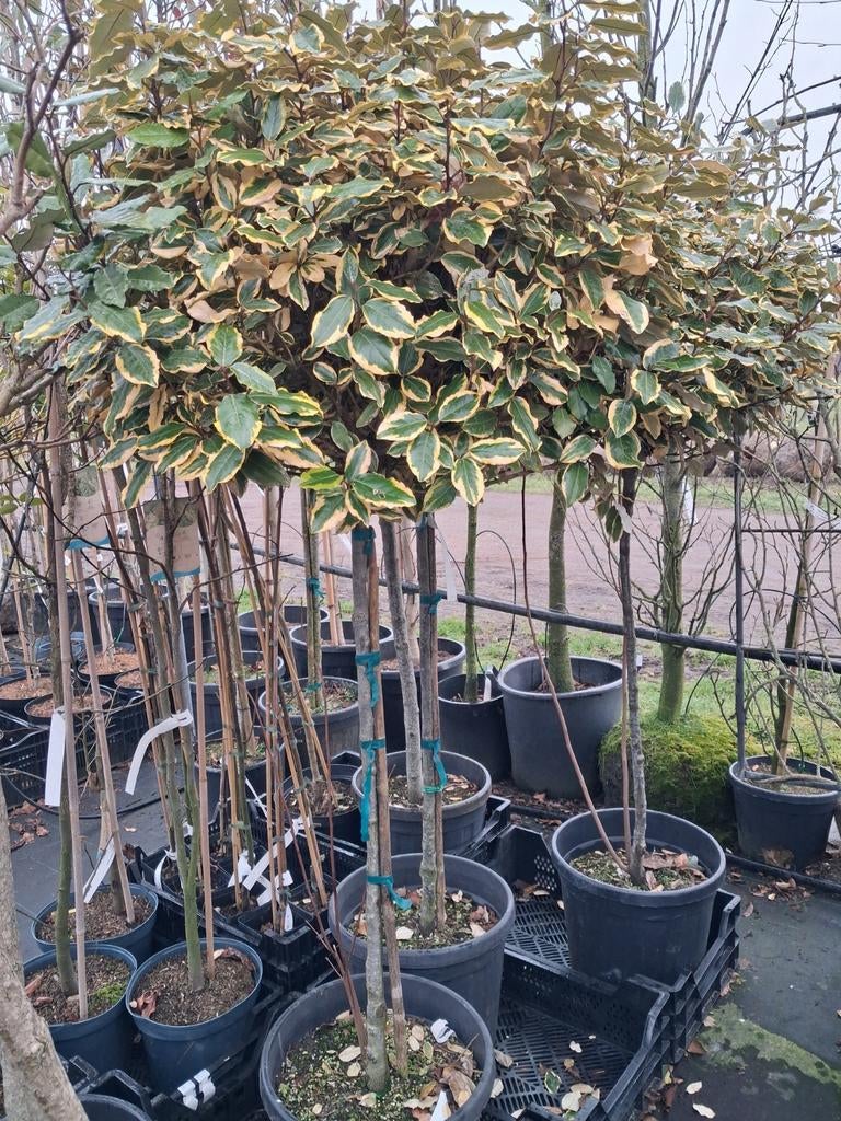 2x Elaeagnus ebbingei limelight, Bonte olijfwilg op stam, Tuin en Terras, Planten | Bomen, Bloeit niet, Ophalen of Verzenden, 100 tot 250 cm