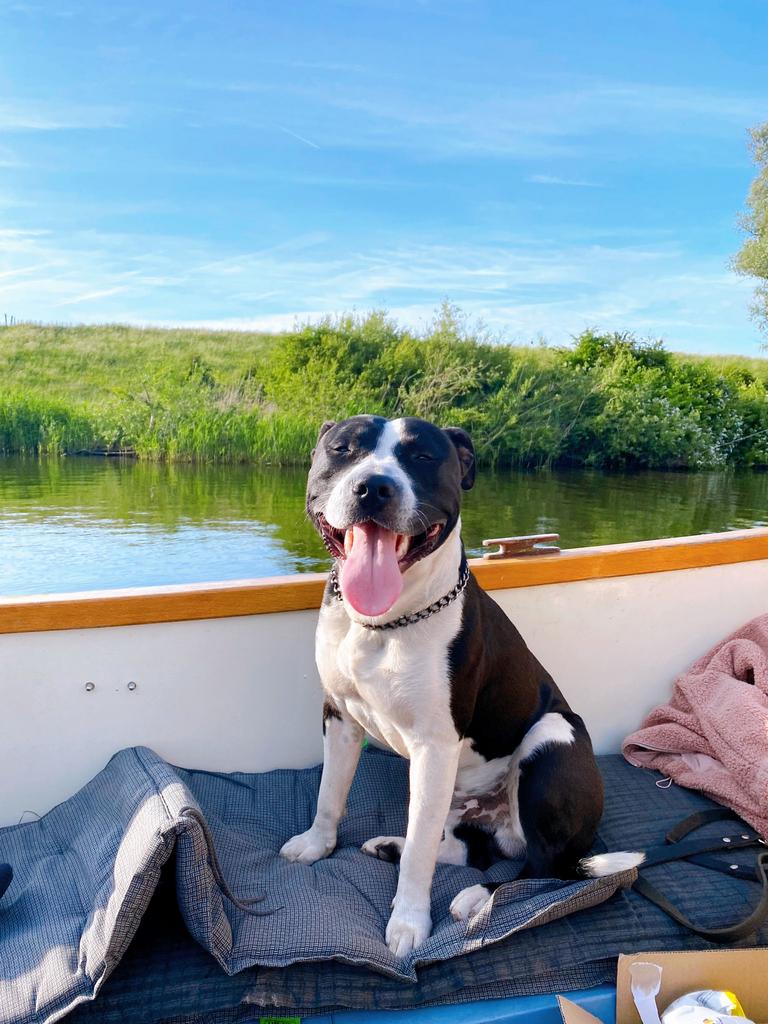 American Stafford dekreu, Reu, 1 tot 2 jaar, Parvo, Eén hond