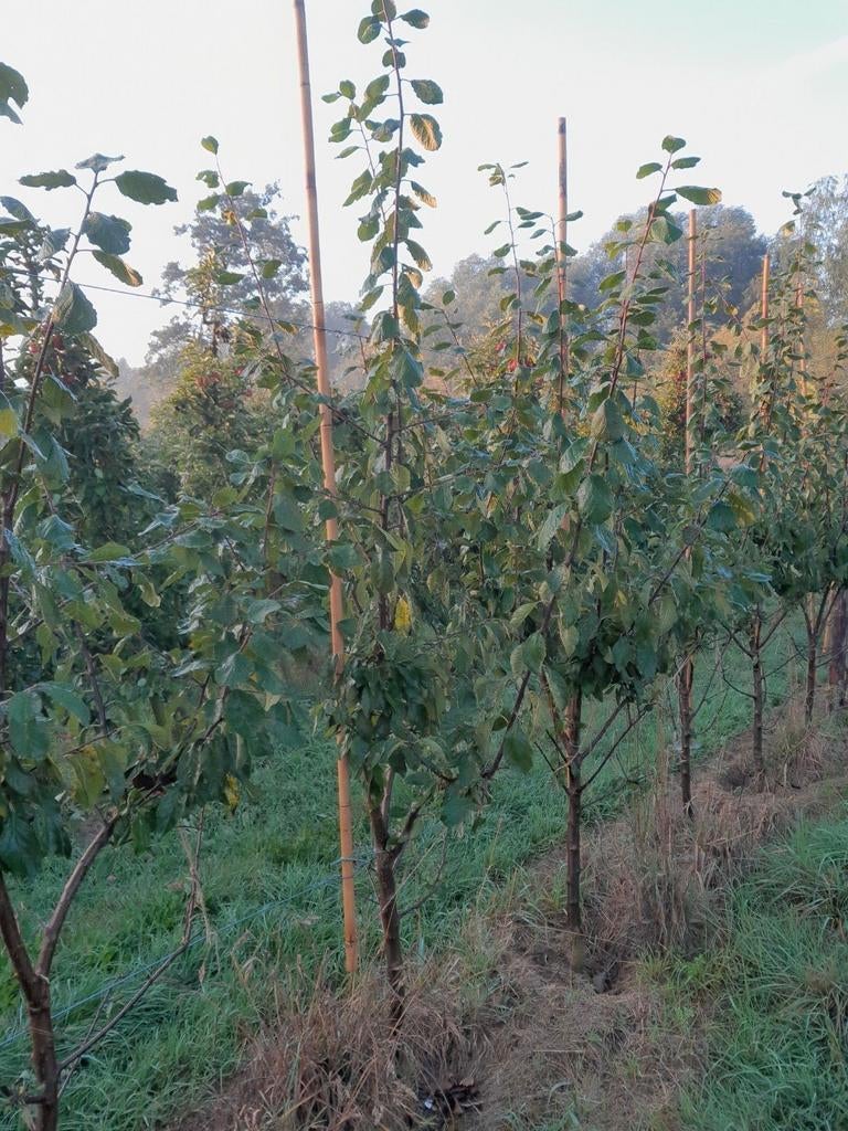 Fruitbomen, Ophalen