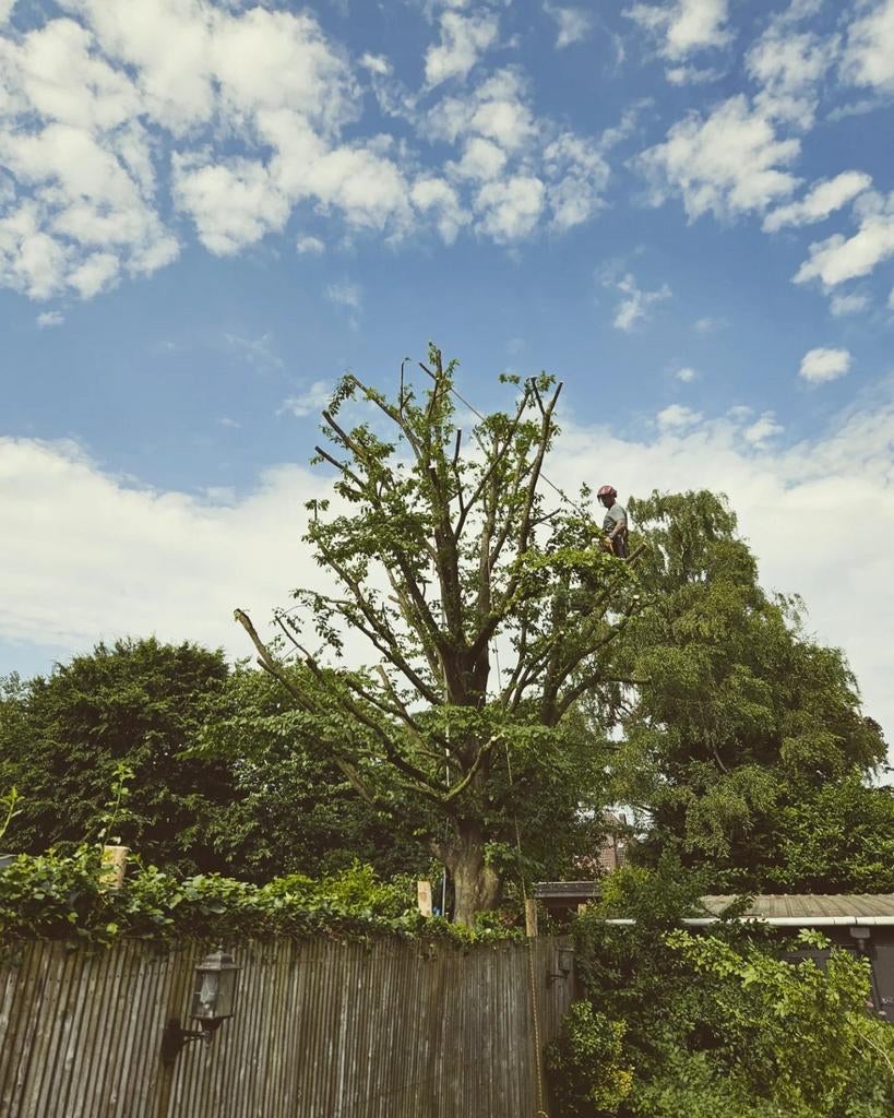 Boomverzorging, Stormschade, bomen kappen., Tuinonderhoud of Snoeiwerk