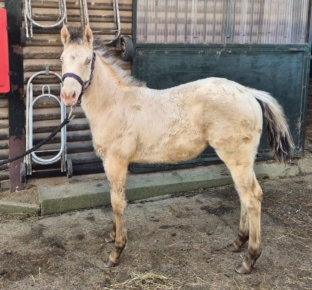 Prachtig Quarter Horse merrie veulen., Dieren en Toebehoren, Paarden, Merrie, Niet van toepassing, Minder dan 160 cm, 0 tot 2 jaar