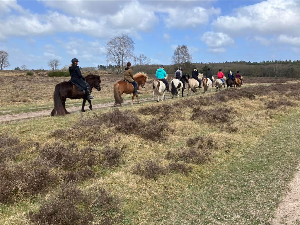 Paardrijden op een IJslands paard. In het Goois natuurgebied, Gedragstraining