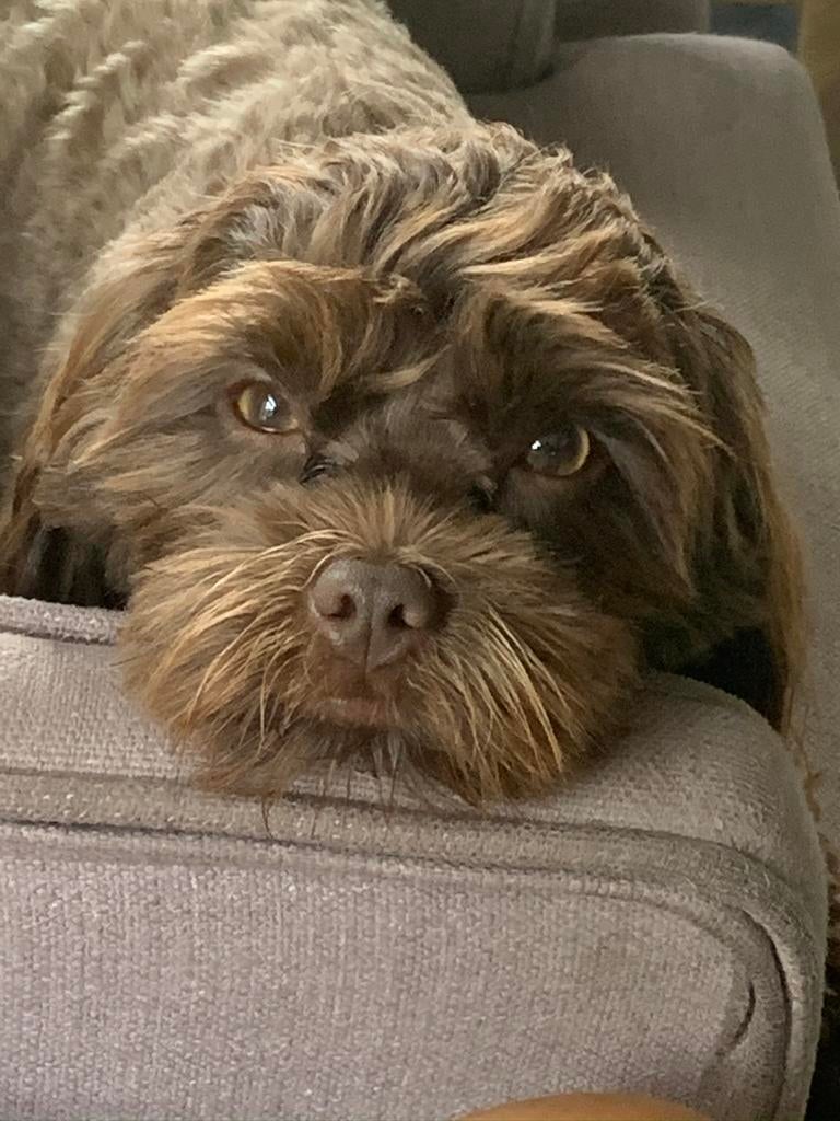 Ervaren dekreu Boomer/toypoedel, Dieren en Toebehoren, Honden | Dekreuen, Reu, Parvo, Eén hond, 3 tot 5 jaar