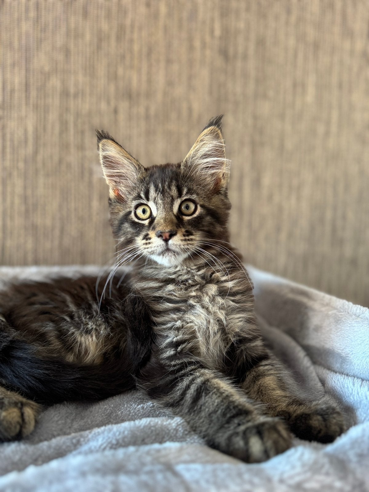 MAINE COON KITTENS, Dieren en Toebehoren, Meerdere dieren, Ontwormd, 0 tot 2 jaar
