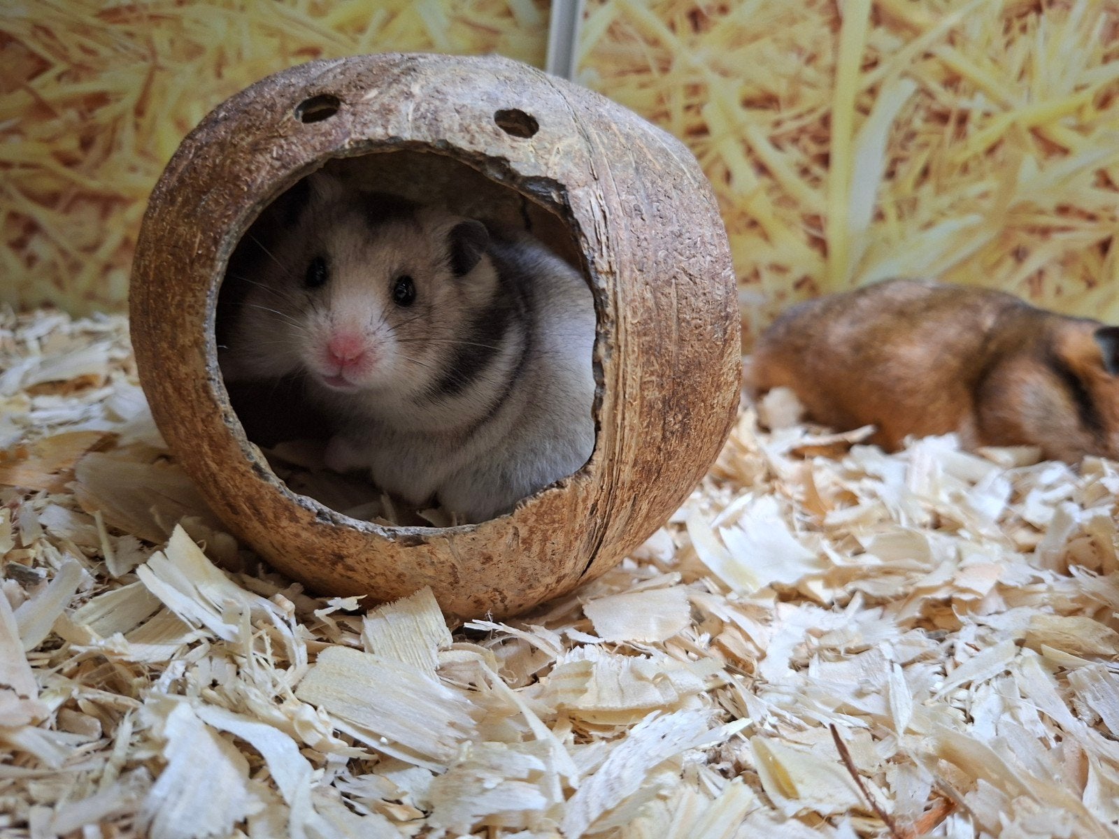 Hele leuke syrische hamster vrouwen, Dieren en Toebehoren, Knaagdieren, April, Vrouwelijk, Hamster