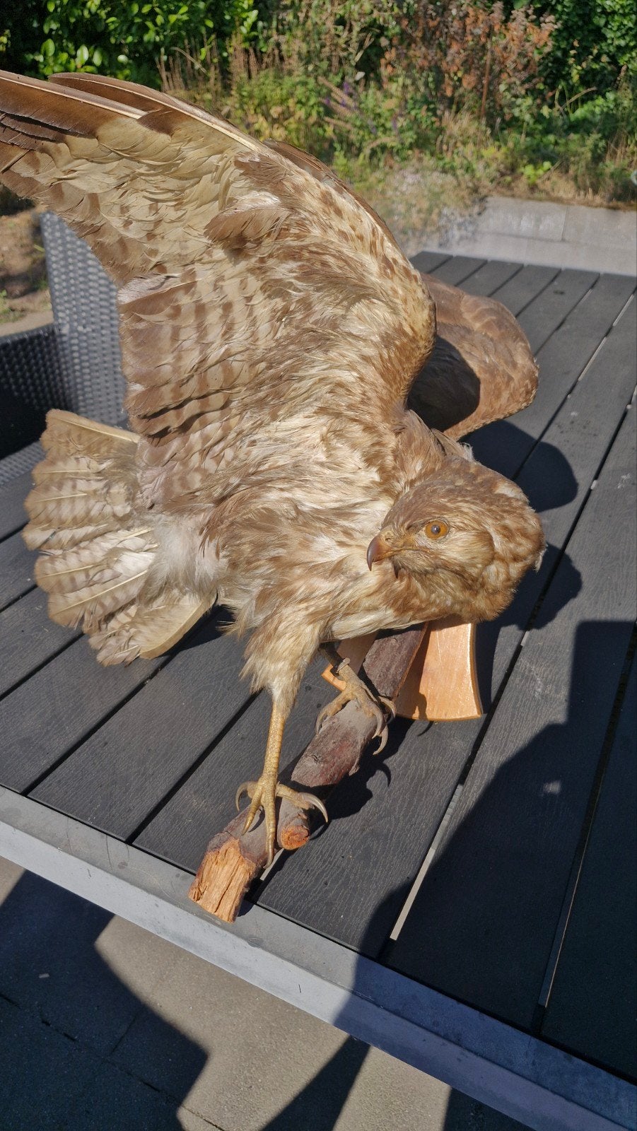 Opgezette roofvogel uit 1962 - beschadigd, Verzamelen, Ophalen, Gebruikt, Vogel, Opgezet dier