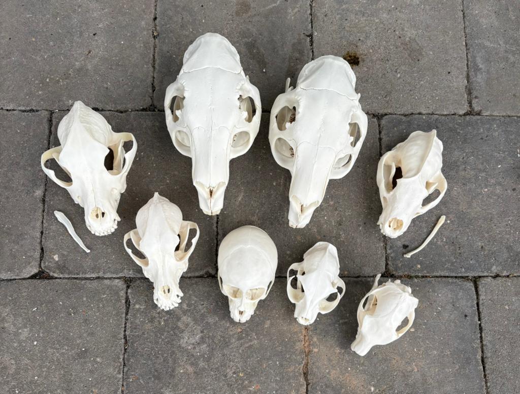 Diverse schedels ( ree / capibara / rock hyrax / das etc ), Ophalen, Nieuw, Overige soorten, Schedel
