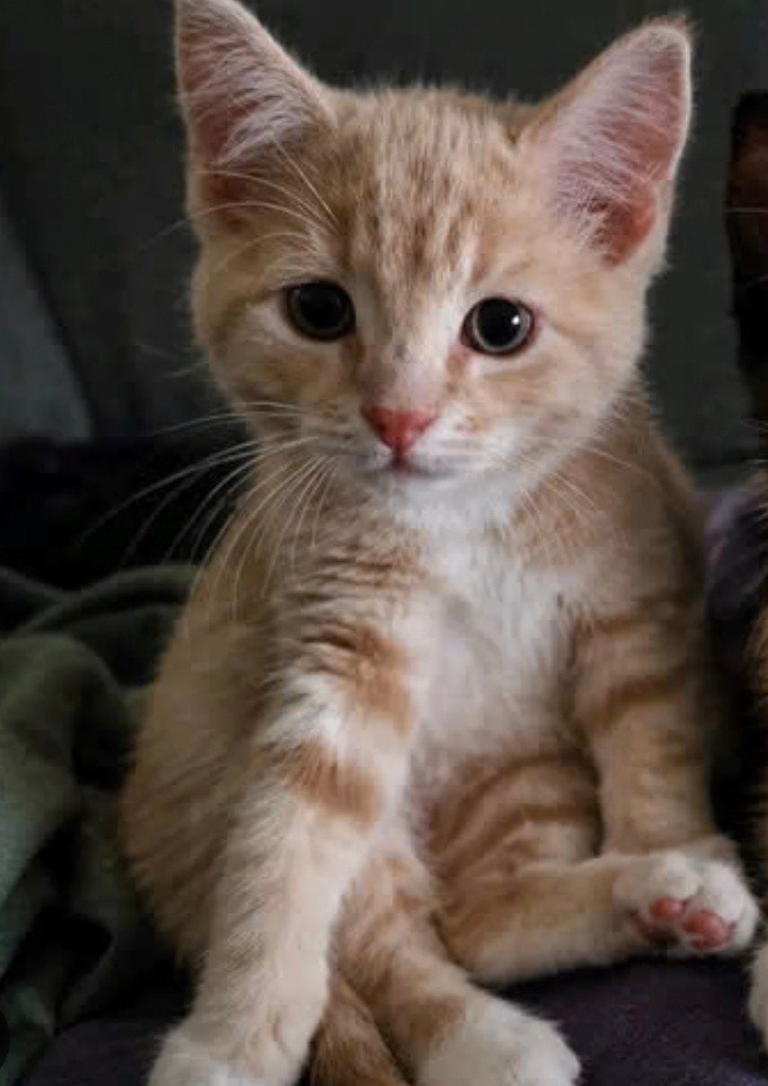 Gezocht: Rode kitten poes, Dieren en Toebehoren, Poes