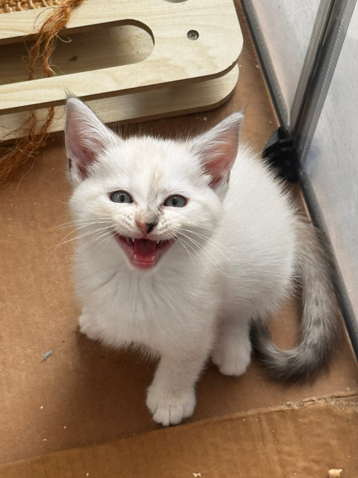Main coon x kittens, Dieren en Toebehoren, Katten en Kittens | Raskatten | Langhaar, Poes