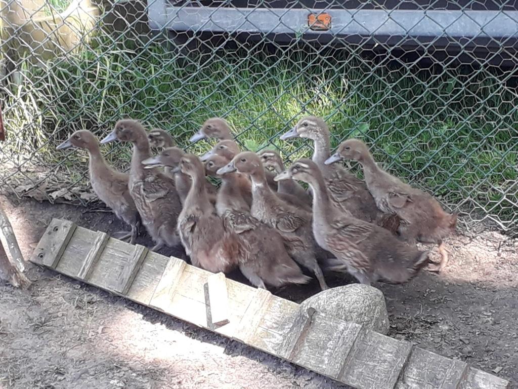 Te koop jonge Khaki Campbell Leghennen, Dieren en Toebehoren, Pluimvee, Meerdere dieren, Eend