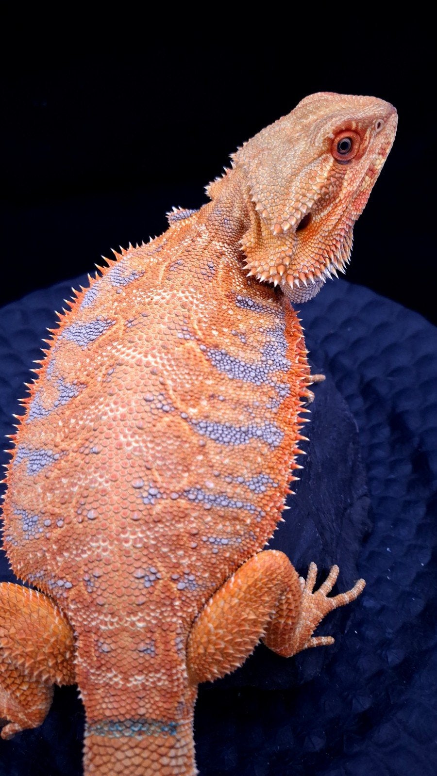 50% Red Monster Purple Tiger het. Witblits/Hypo Baardagaam Bearded Dragon photo 2
