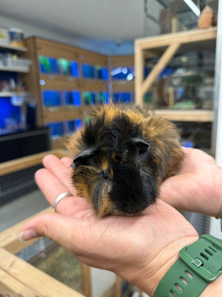 Te koop jong en lief cavia beertje mannetje, Mei, Mannelijk, Cavia