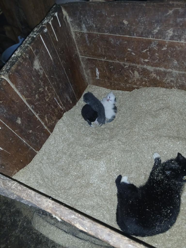 500 kleine pakken tarwestro gevraagd die bezorgt  r, Dieren en Toebehoren, Dierenvoeding, Ophalen of Verzenden, Vee