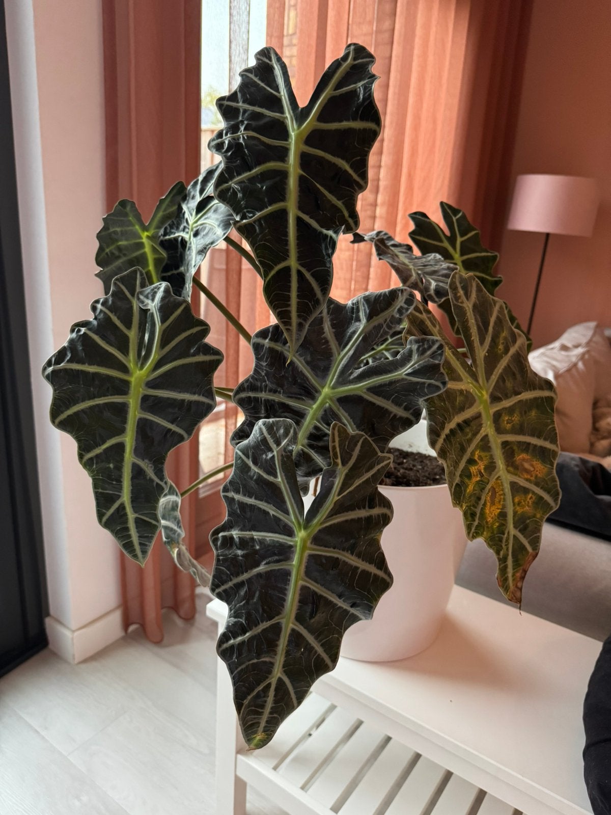 Grote kamerplant Alocasia Amazonica Polly, Huis en Inrichting, Ophalen, Halfschaduw, Minder dan 100 cm