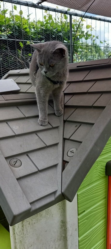 Britse korthaar poes en kat, Meerdere dieren, Gechipt, 0 tot 2 jaar