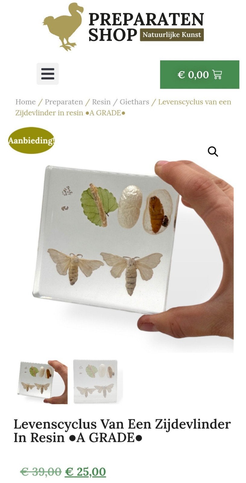 ACTIE opgezette Zijdemot cyclus in resin A GRADE, Verzamelen, Ophalen of Verzenden, Vogel, Overige typen