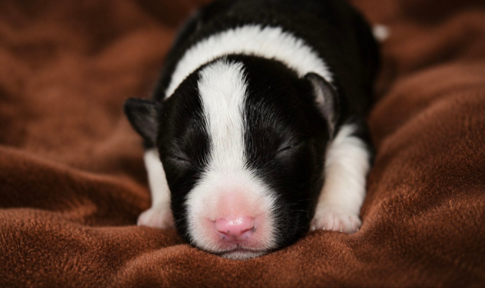 Australian shepherd kruising bordercollie pups te koop, 8 tot 15 weken, Collie, Meerdere, Meerdere dieren