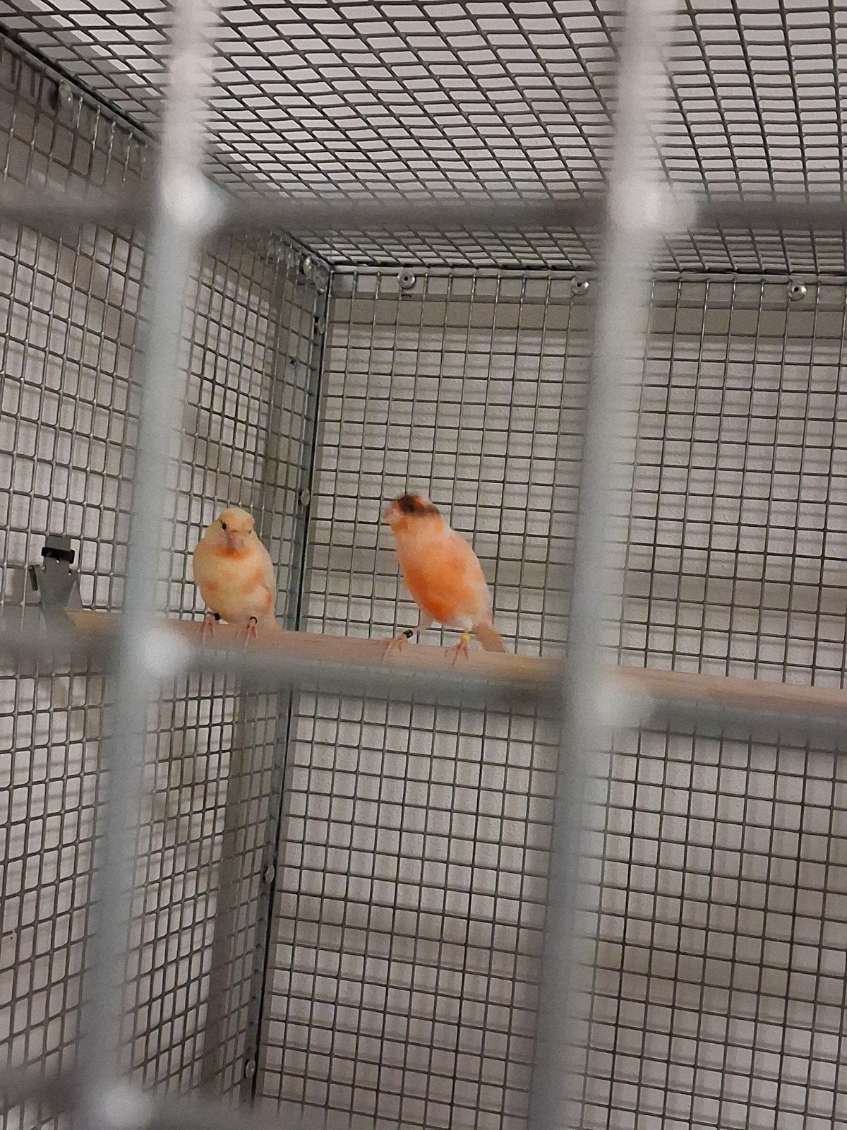 2 harlekijn kanarie mannen 2026/2025 2 gele poppen samen€70, Meerdere dieren, Kleurkanarie