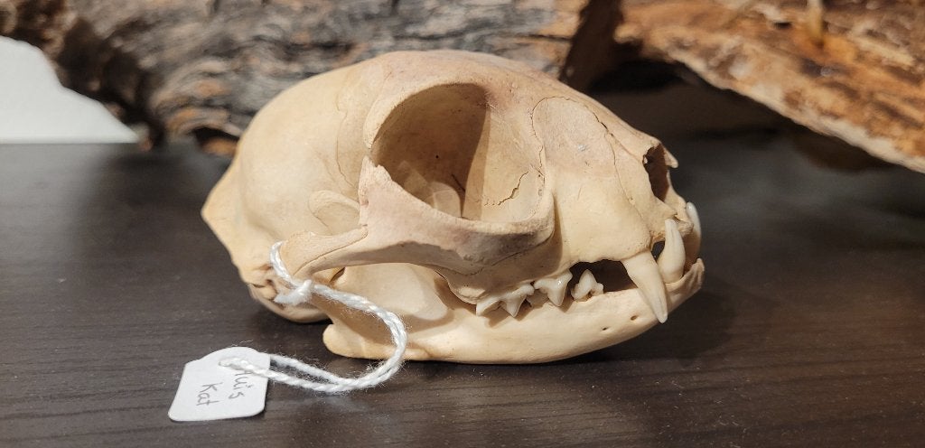 Schedel Kat, Ophalen of Verzenden, Zo goed als nieuw, Hond of Kat, Schedel