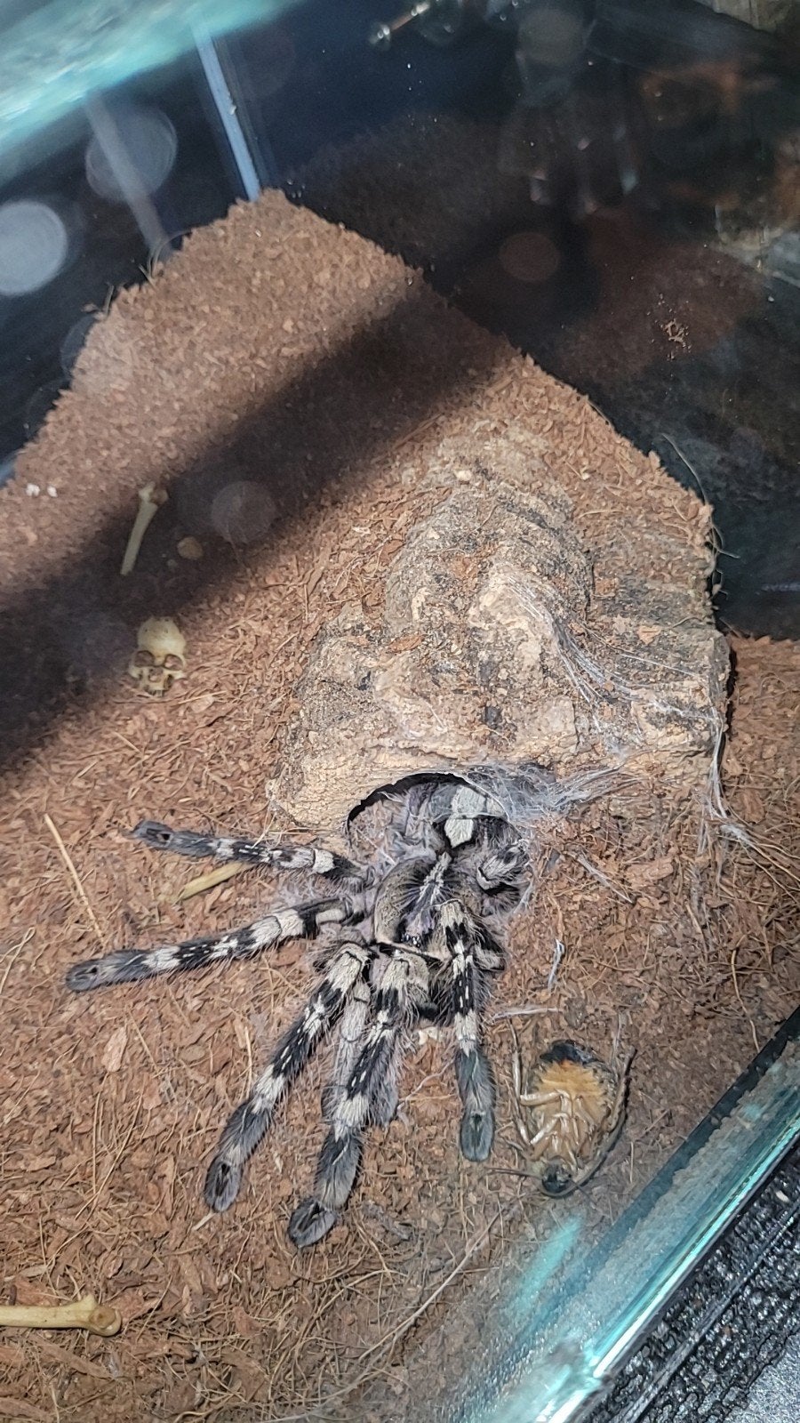 Poecilotheria Vittata inclusief Terrarium - Tarantula, Dieren en Toebehoren, Spin of Schorpioen