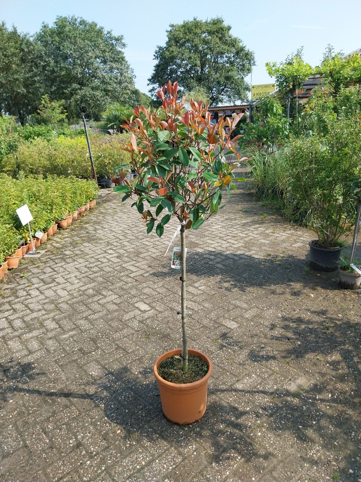 Photinia Red Robin op stam - Glansmispel, Lente, 100 tot 250 cm, Ophalen, Volle zon