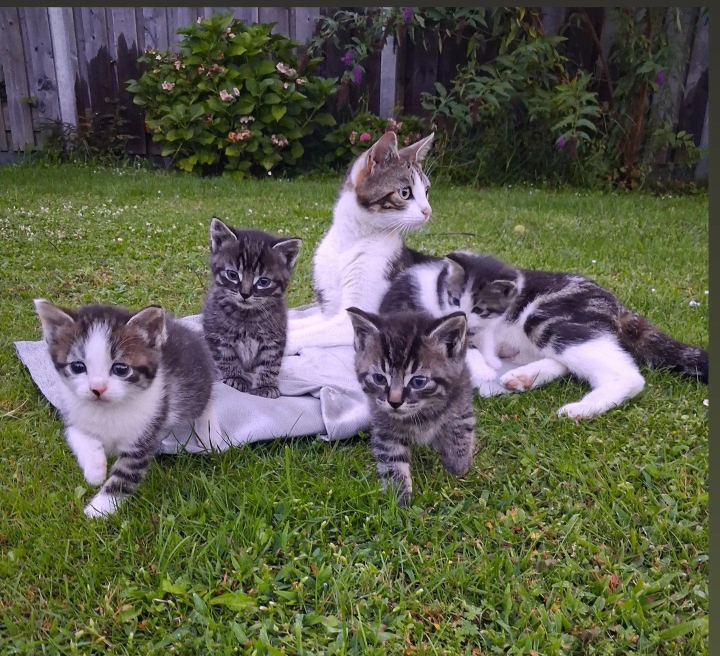 4 super schattige lieve kittens, Dieren en Toebehoren, Meerdere dieren, Kortharig, 0 tot 2 jaar