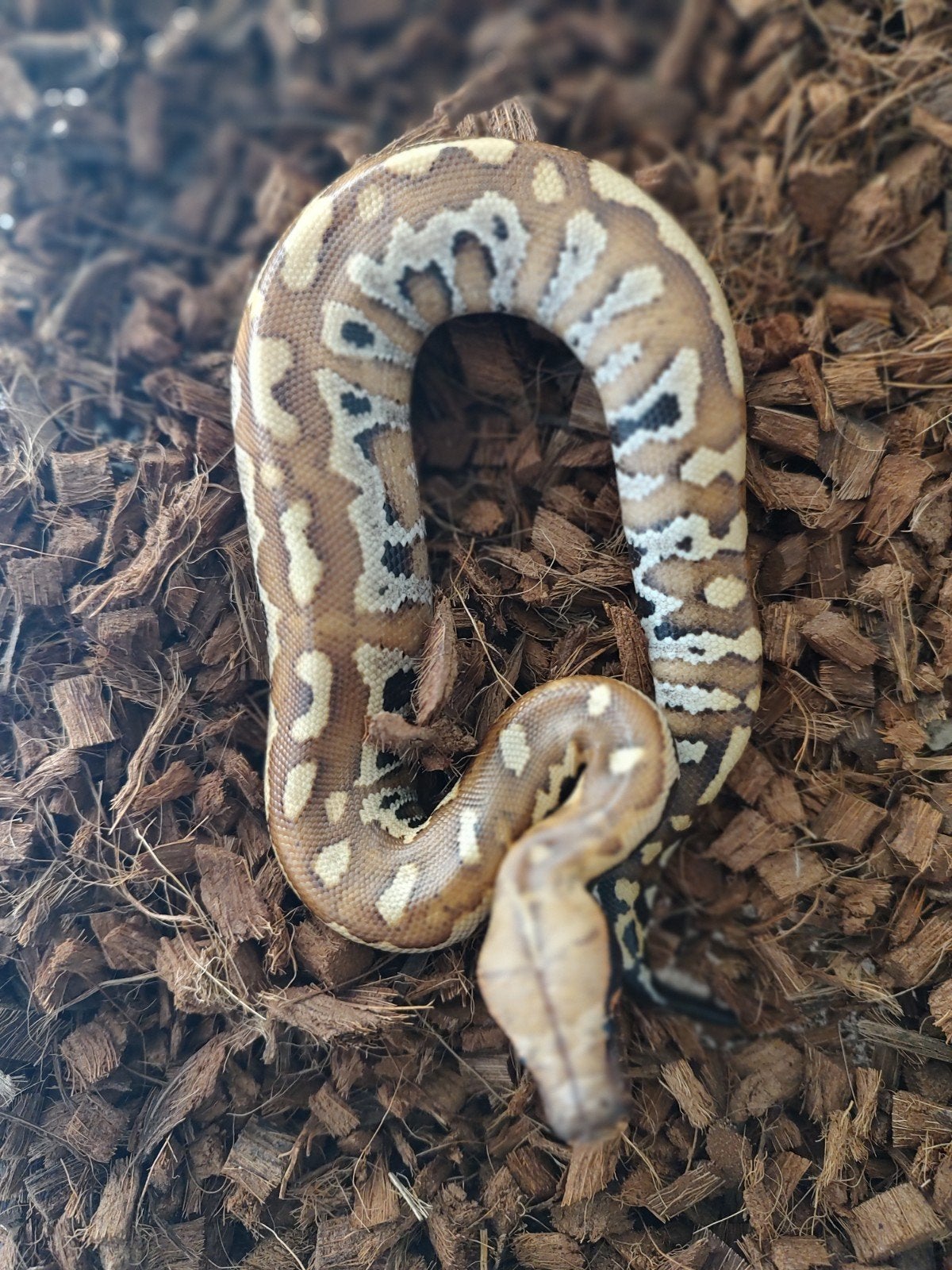 man, python Brongersmai, bloedpython, Slang
