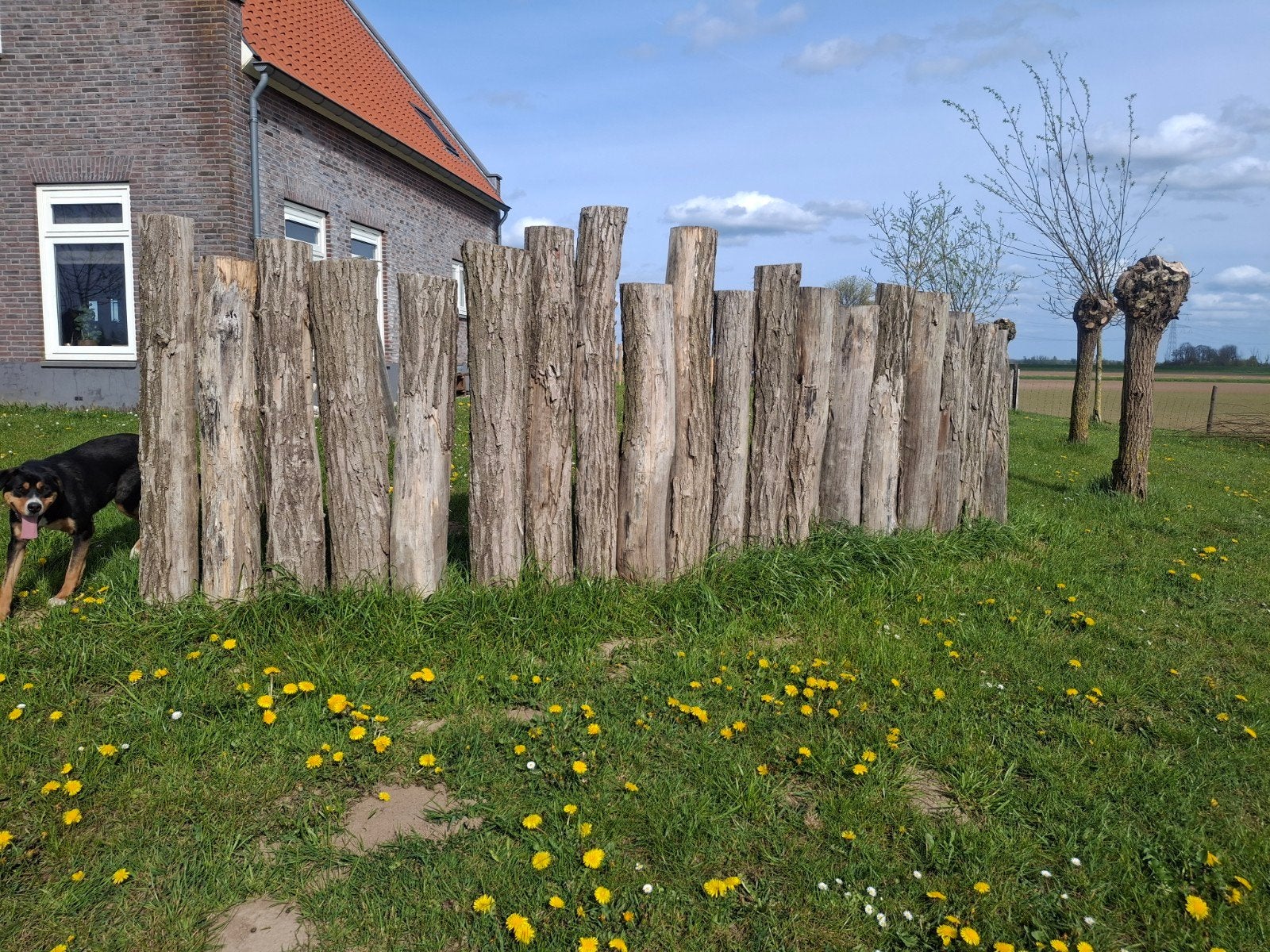Robinia half rond palen, Ophalen, 1 tot 2 meter, 6 meter of meer, Nieuw
