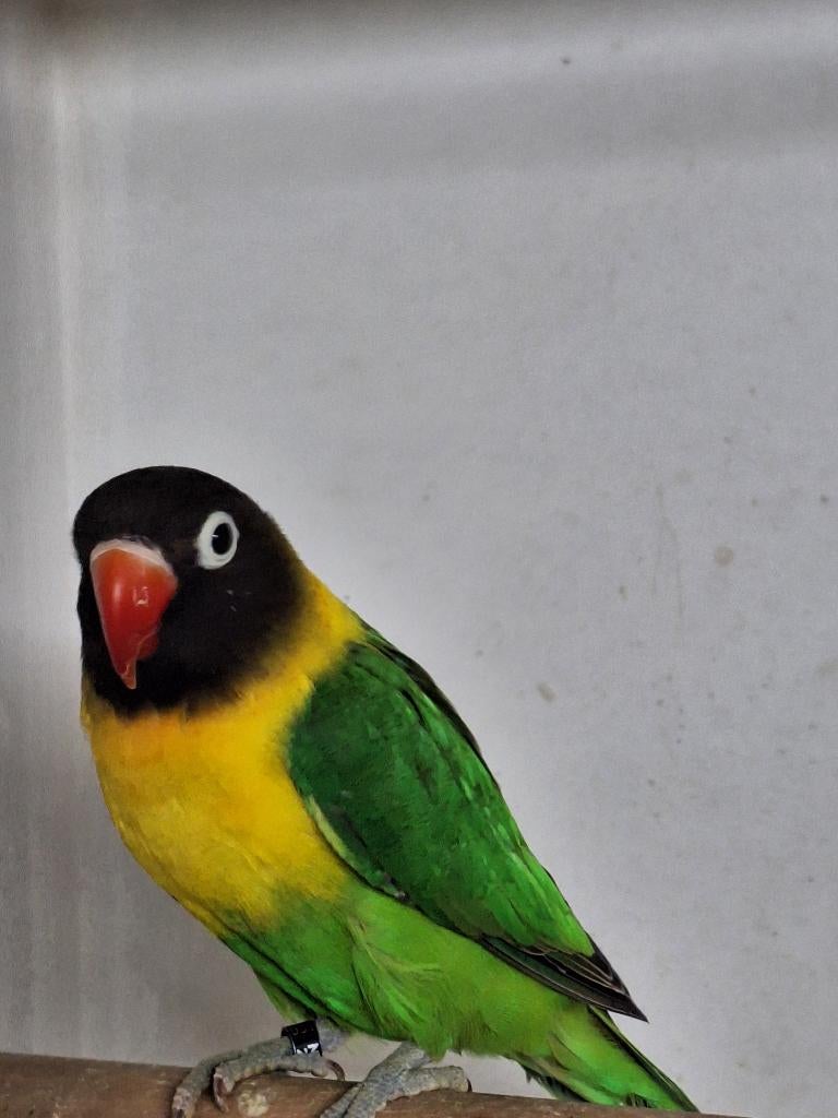 Agapornis Personata, Dieren en Toebehoren, Mannelijk, Dwergpapegaai of Agapornis, Geringd