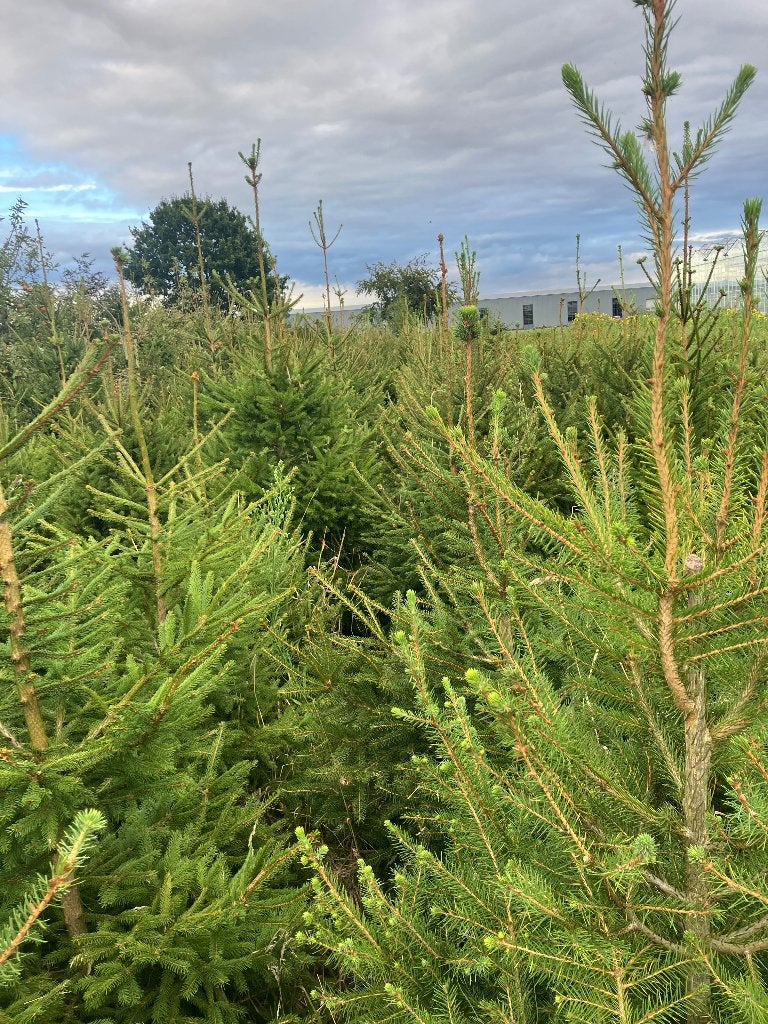 Kerstbomen mooie prijs, Ophalen, Zo goed als nieuw