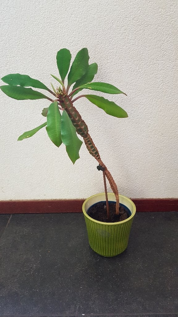 Euphorbia kamerplant, Huis en Inrichting, Kamerplanten, Minder dan 100 cm, Halfschaduw, Ophalen
