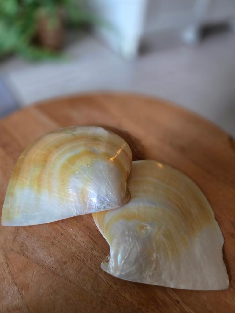 Twee gepolijste schelpen - 10 cm, Ophalen, Zo goed als nieuw