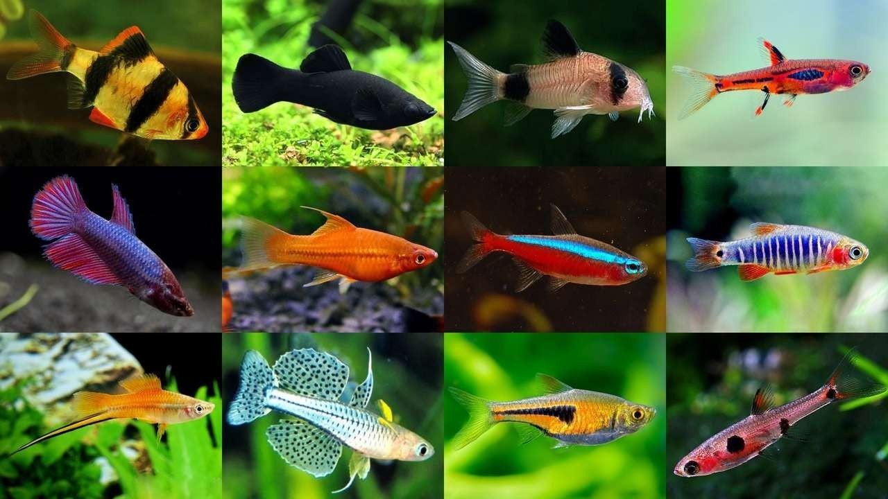 Ik neem alle soorten zoetwatervissen kosteloos aan., Dieren en Toebehoren