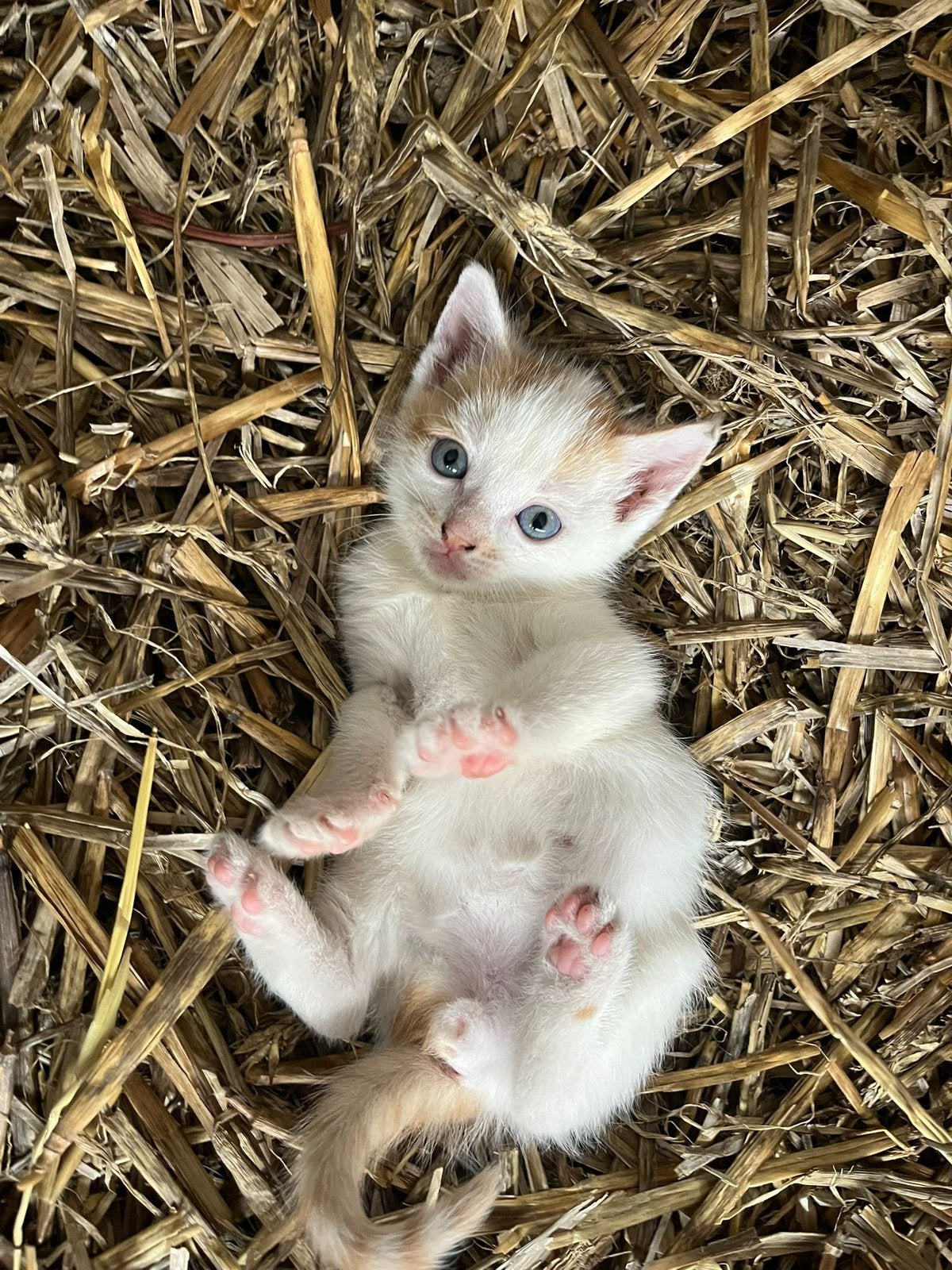 Mooie rood witte Kitten, poes, Dieren en Toebehoren, Katten en Kittens | Overige Katten, Meerdere dieren, Kortharig, 0 tot 2 jaar