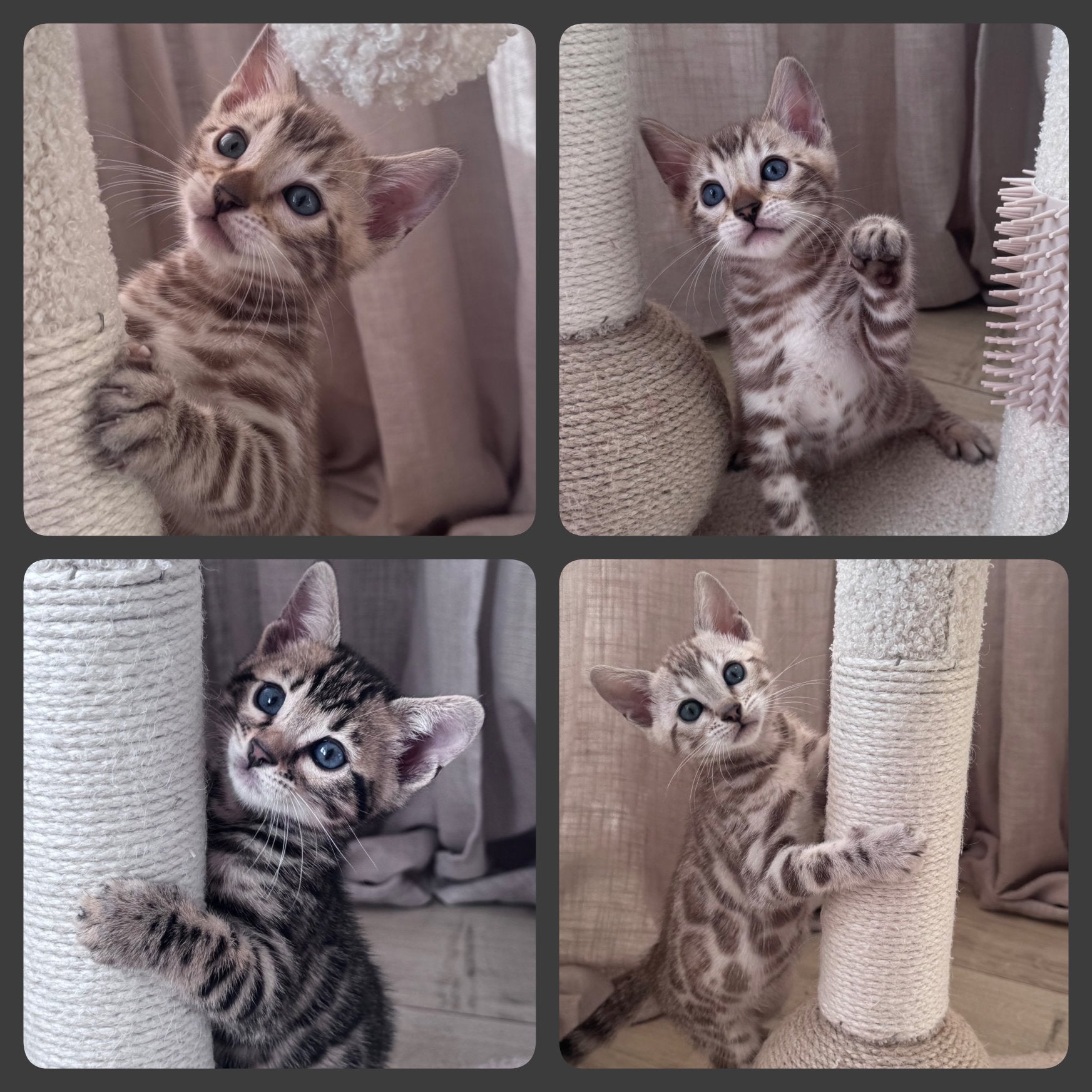 Prachtige bengaal kittens, Meerdere dieren, Met stamboom, 0 tot 2 jaar