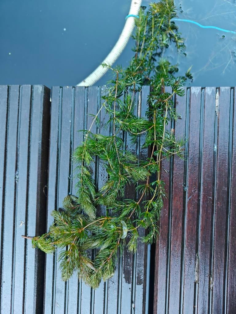 Hoornblad zuurstofplanten voor de vijver, Tuin en Terras, Vijvers, Ophalen