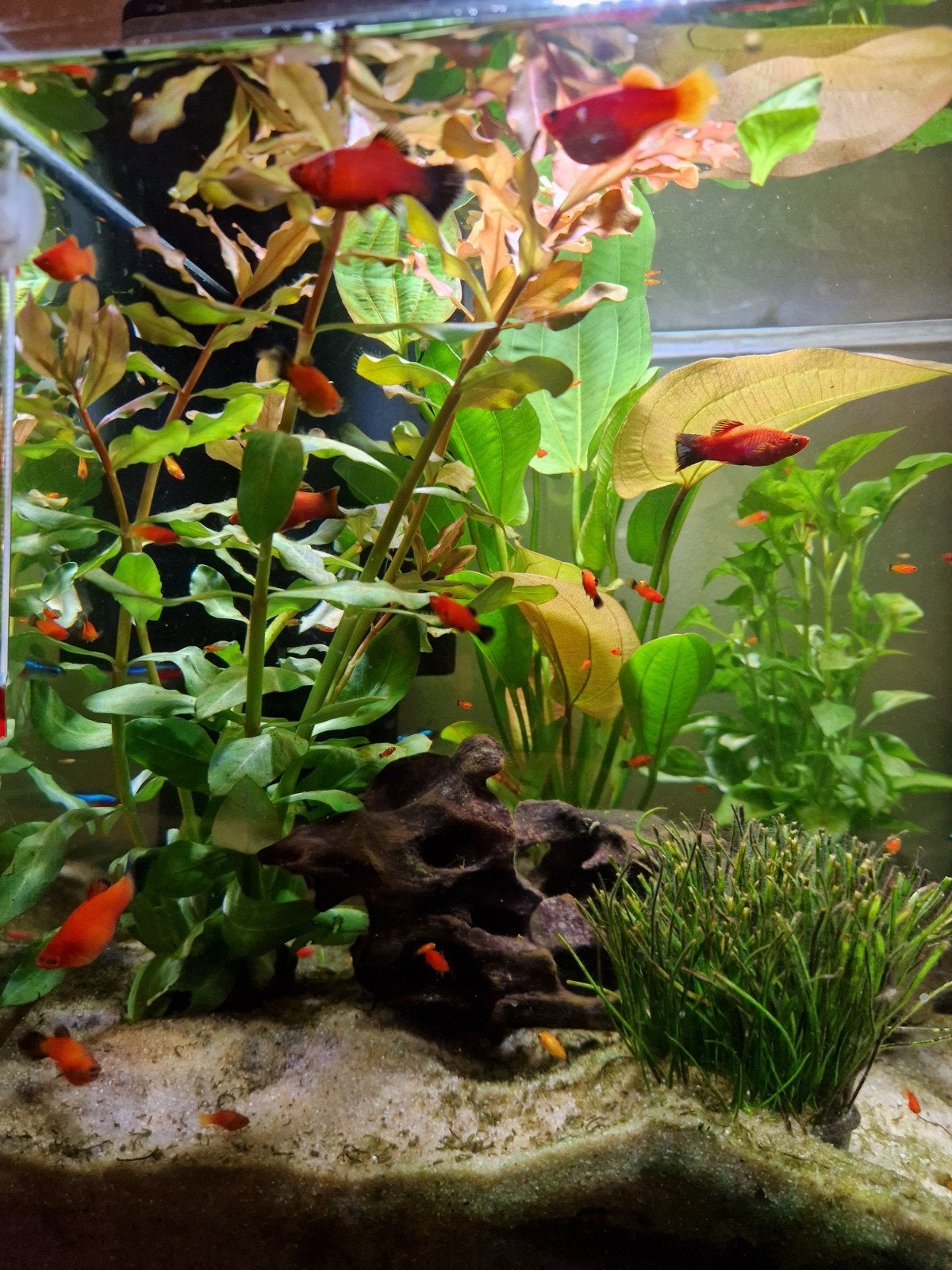 jonge platys, Vis