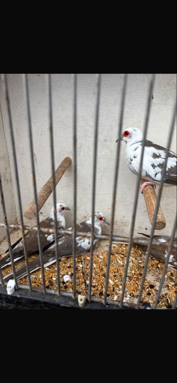 4 jonge bonnet diamand duifjes 3 man 1 vrouwtje, Dieren en Toebehoren, Meerdere dieren