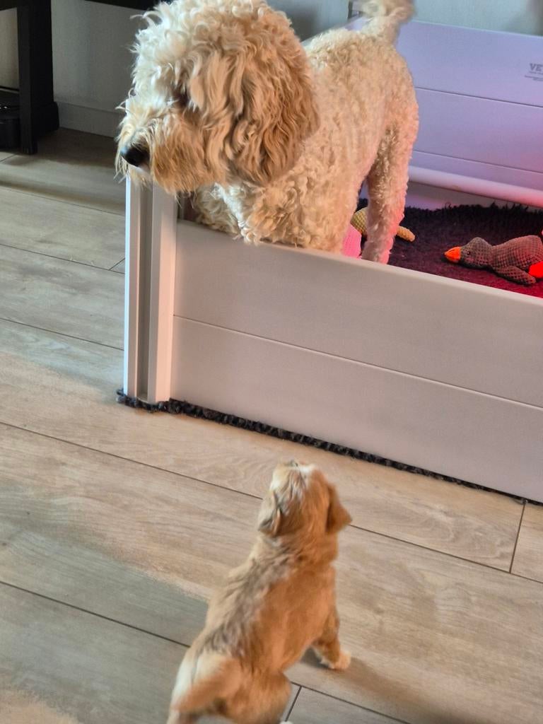 Wegens annulering laaste Australian Labradoodle pup Reu