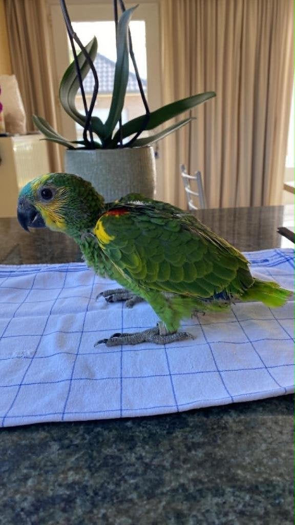 blauwvoorhoofd geelschouder amazone, Geslacht onbekend, Papegaai, Geringd