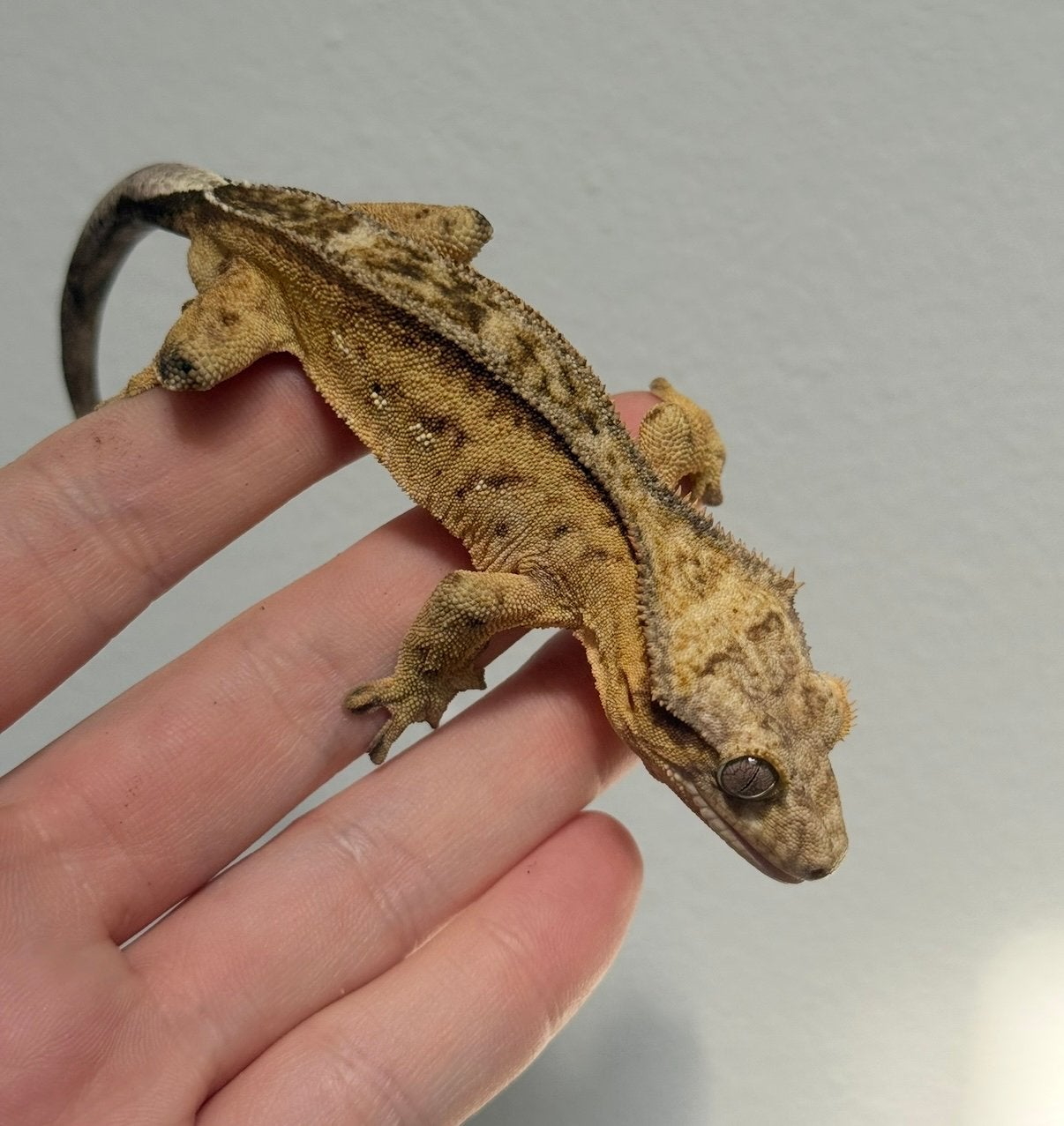 Crested gecko, wimper gekko man, Dieren en Toebehoren, Reptielen en Amfibieën, Hagedis, 0 tot 2 jaar