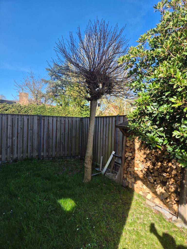 Gratis knotwilg, 16 cm diameter, 220 cm stam, Tuin en Terras, Planten | Bomen, Ophalen