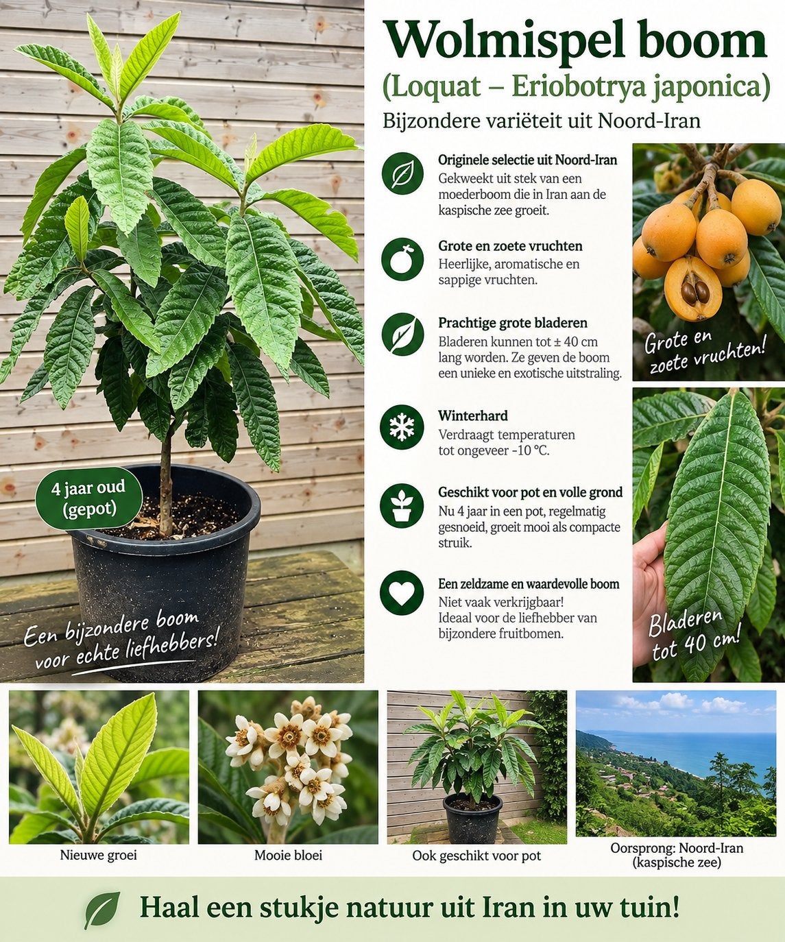 Bijzondere Wolmispelboom(Loquat)uit Noord-Iran-Zoet Vruchen, Volle zon, Vaste plant, Ophalen of Verzenden, Fruitplanten