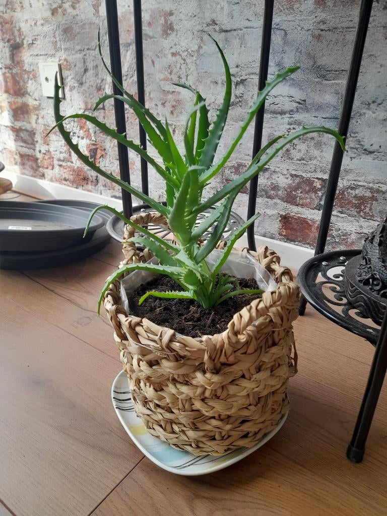 Aloe arborescens incl. mandje 10 euro, Ophalen, Halfschaduw, Minder dan 100 cm