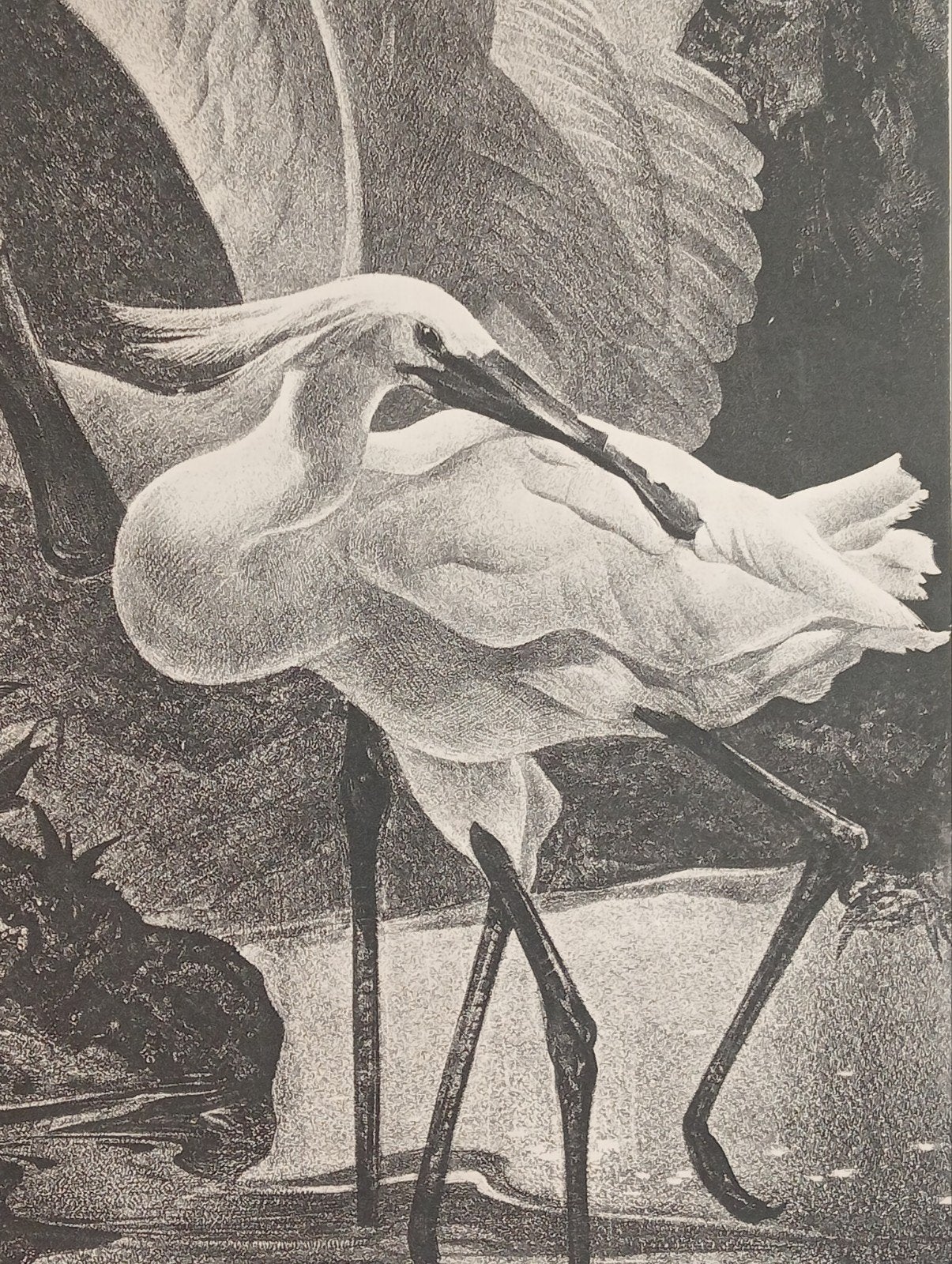 Lithografie van A.J. van 't Hoff - Lepelaars, Ophalen of Verzenden