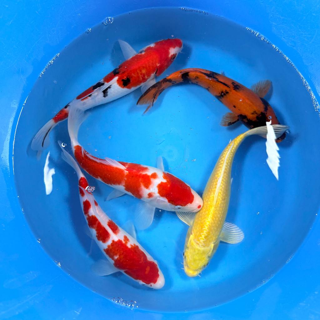 Marusei Nisai Mix 26-32cm | Japan koi | Leonie's Nishikigoi, Karper of Koi