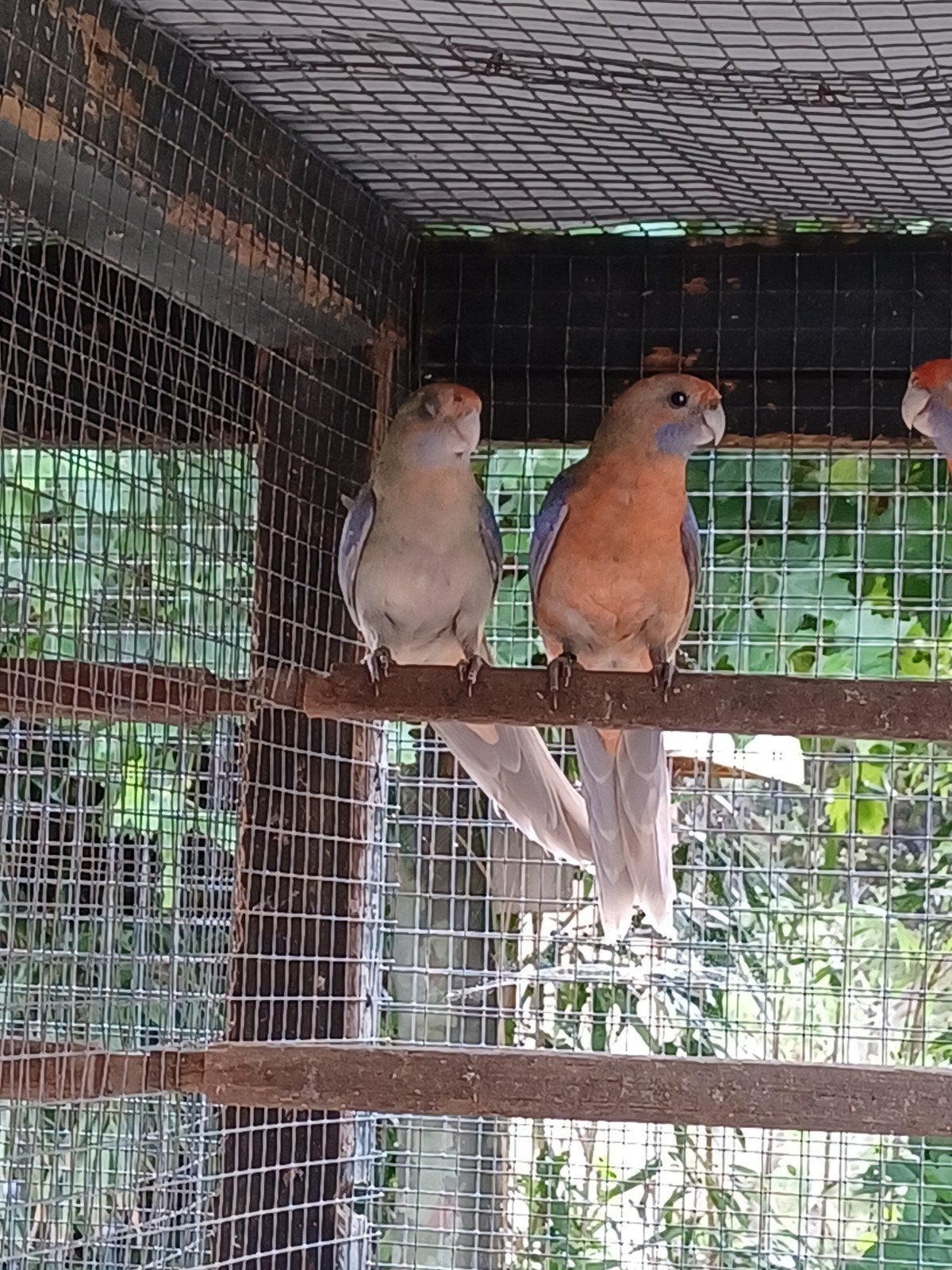 pennant rosella mutaties oranje pastel bont, Dieren en Toebehoren, Vogels | Parkieten en Papegaaien, Mannelijk, Parkiet, Geringd