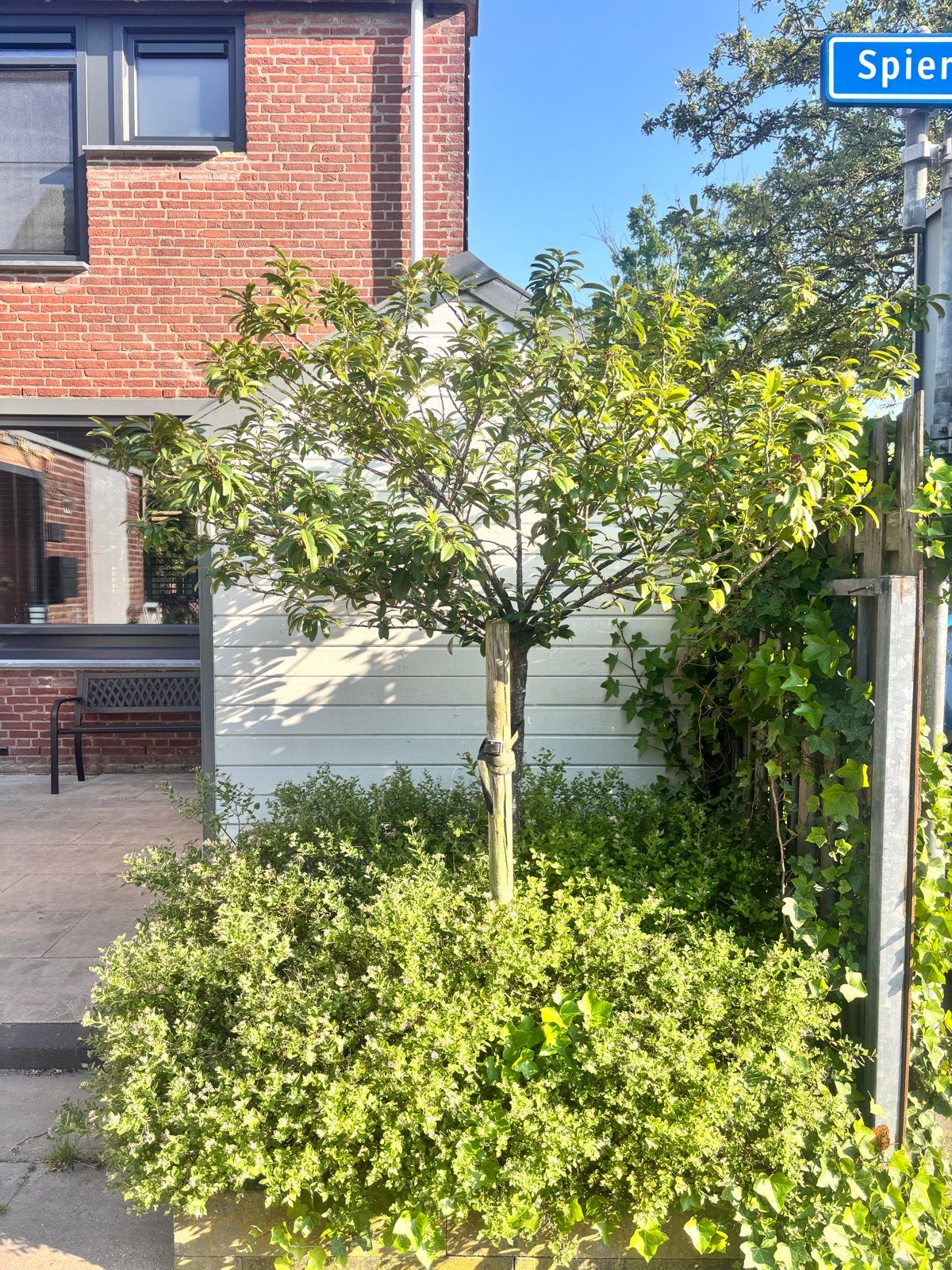 3 Gezonde Laurier Bomen - Ideaal voor Tuin of Terras, Tuin en Terras, Planten | Bomen, Overige soorten, 100 tot 250 cm, Volle zon